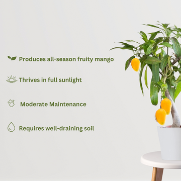 Baramasi mango plant for continuous fruiting
